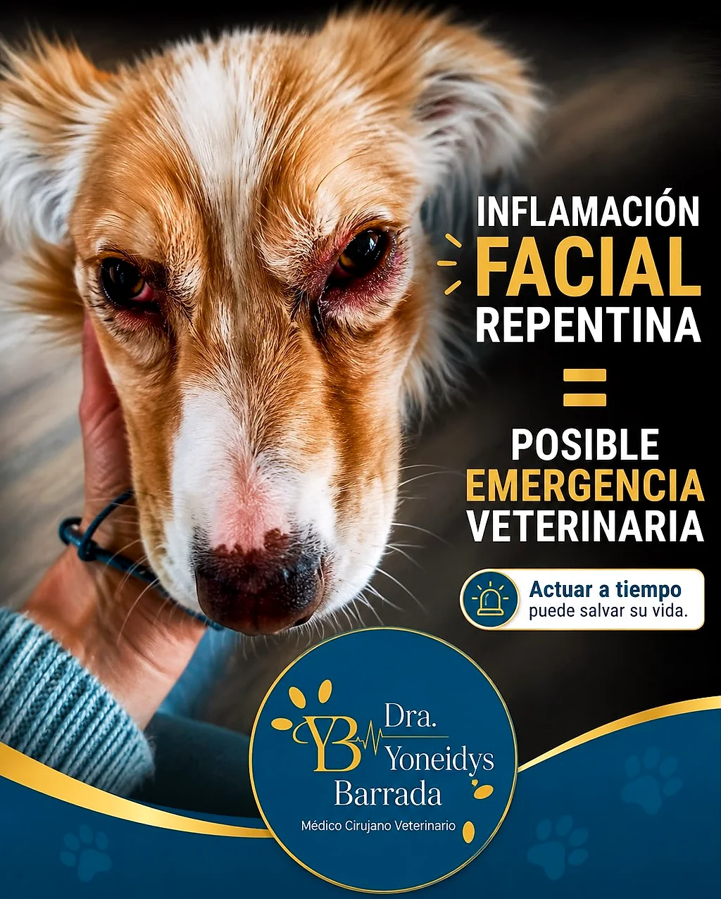 Inflamación facial repentina: posible emergencia veterinaria