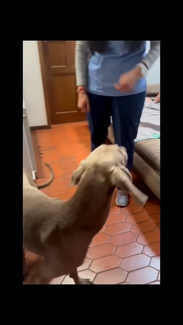 Perro en casa durante una consulta