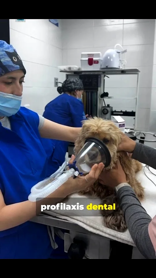 Cocco, perro de 10 años, durante su profilaxis dental con anestesia