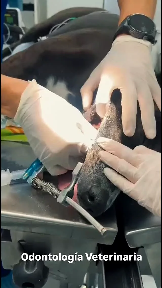 Procedimiento de odontología veterinaria en un perro de 9 años