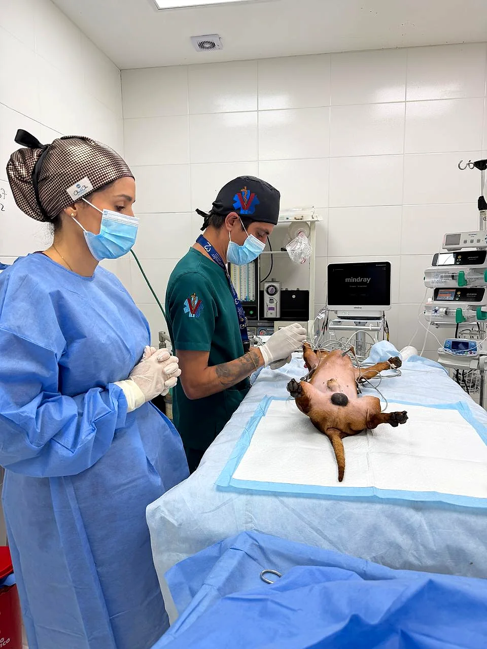 La Dra. Yoneidys Barrada y su equipo preparan a un paciente salchicha en la mesa de cirugía