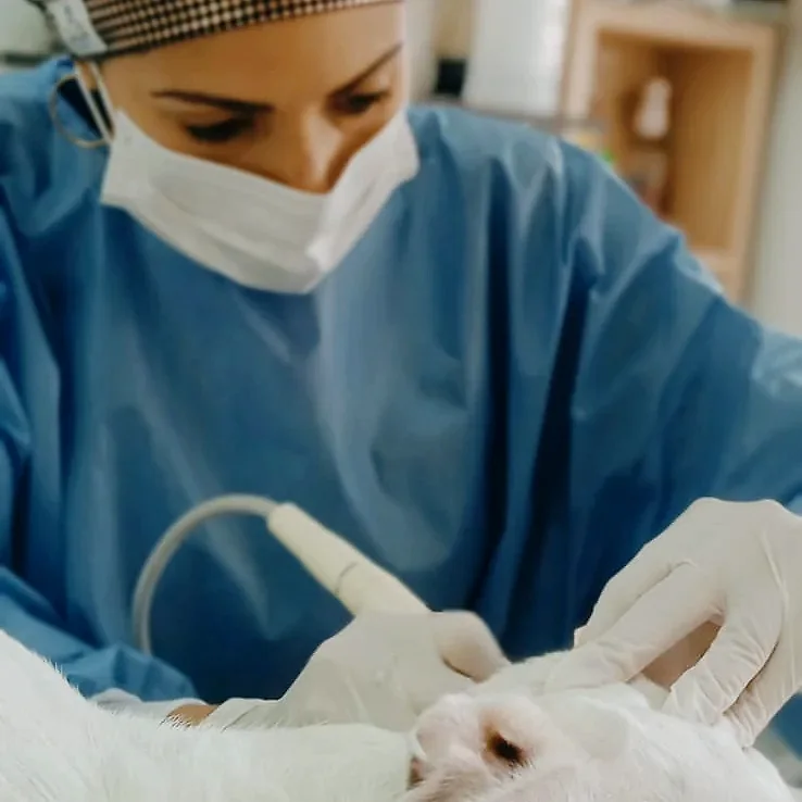 Limpieza dental con ultrasonido a un perro anestesiado