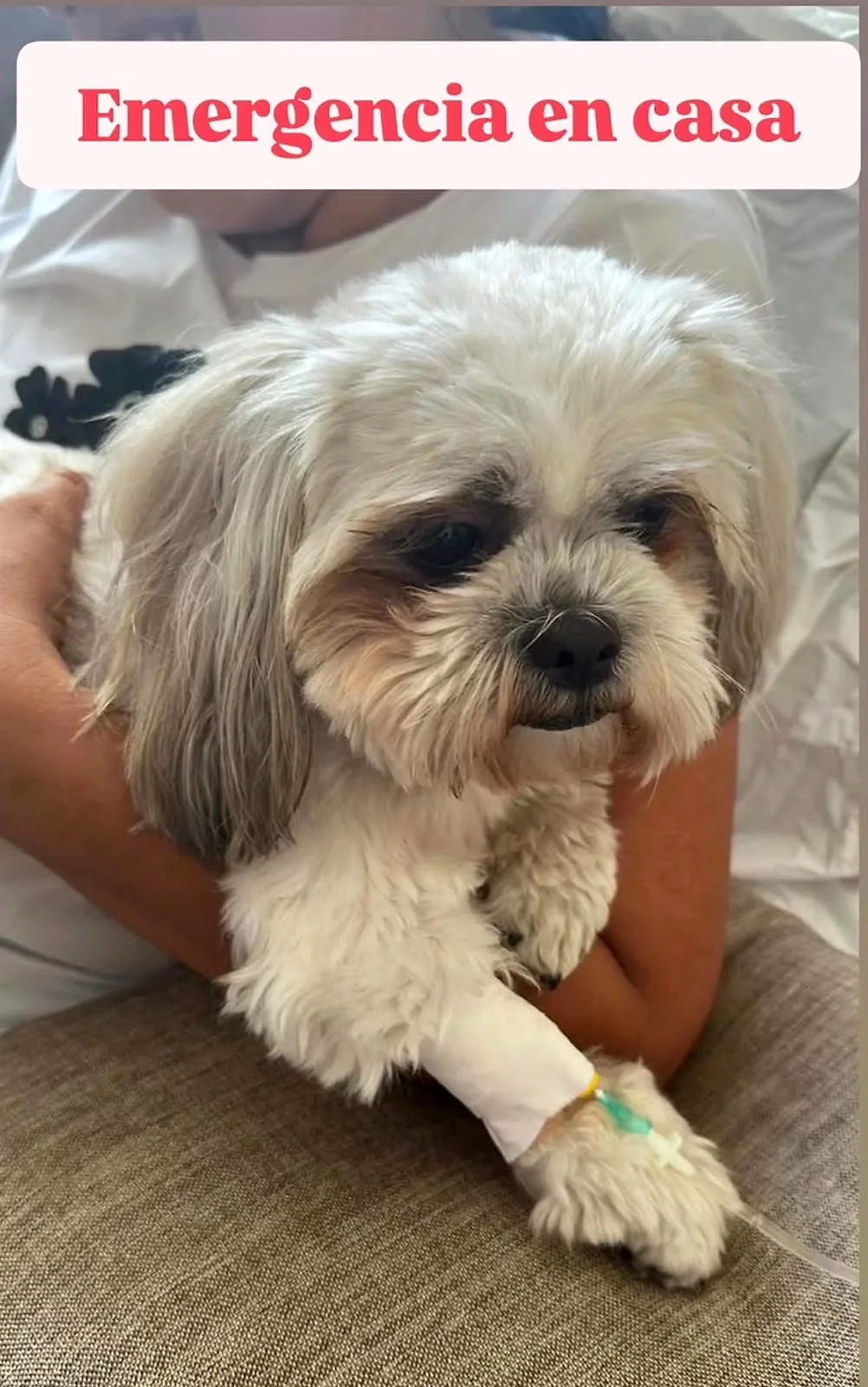 Perro con vía intravenosa atendido en una emergencia en casa