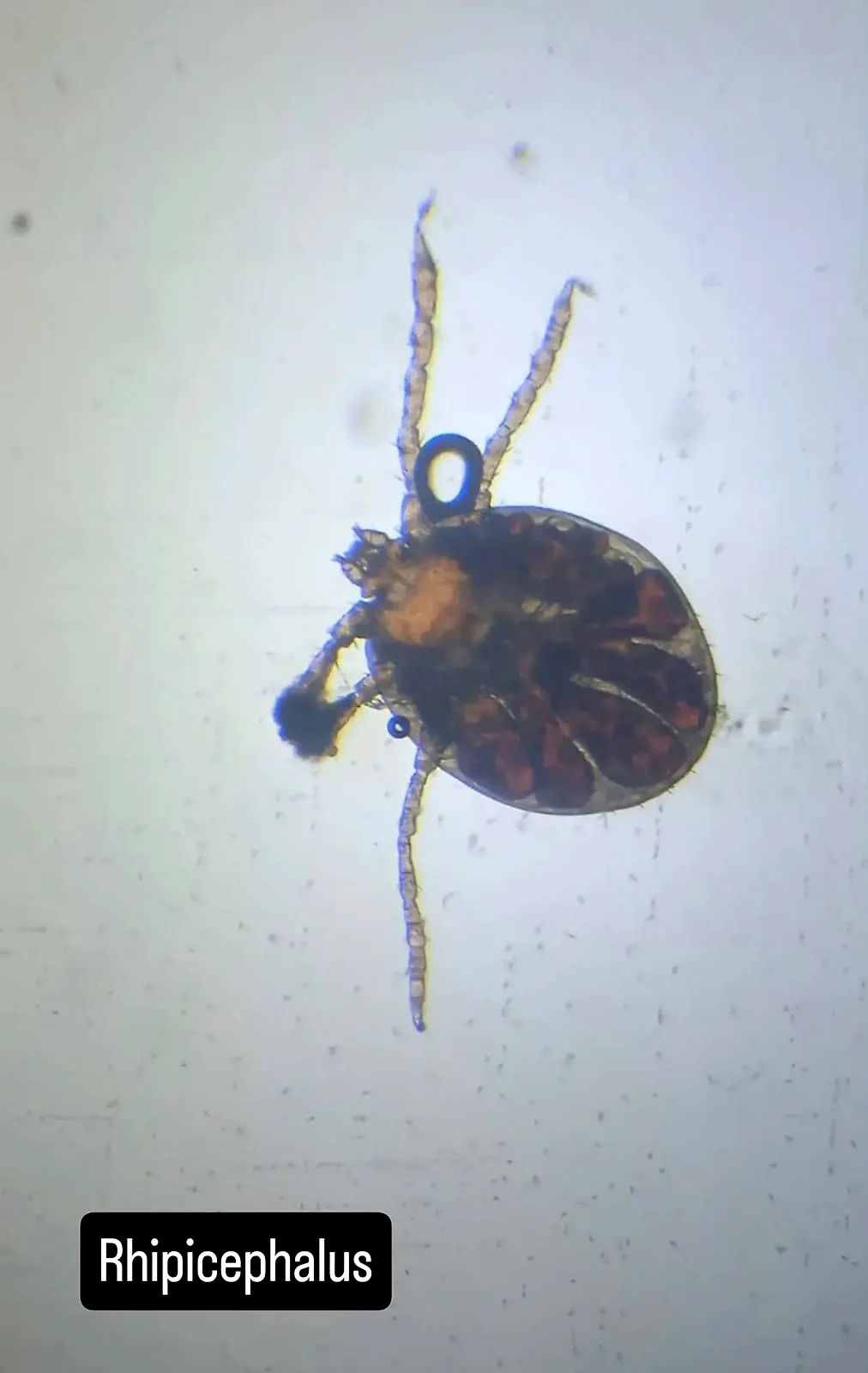 Garrapata Rhipicephalus vista al microscopio