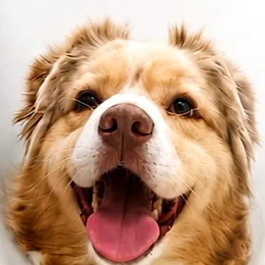 Primer plano de un perro de pelo largo sonriendo a la cámara